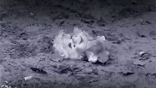 Блаженны чистые сердцем 1. Что дети думают о взрослых