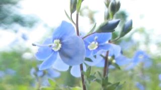 Блаженны чистые сердцем 3. Как увидеть Бога