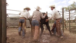 Темпл Грэндин (2010)