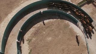 Темпл Грэндин (2010)