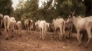 Больше чем сны. История Мохамеда Нигерия (2010)