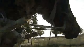 Возвращение (2010)