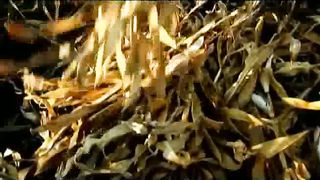 Анжелика Вишня - Жатва