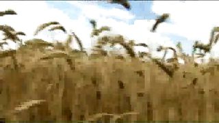 Анжелика Вишня - Жатва