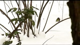 Анжелика Вишня - Новый год