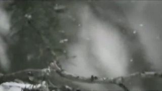 Анжелика Вишня - Новый год