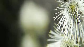 Шалом мои друзья караоке