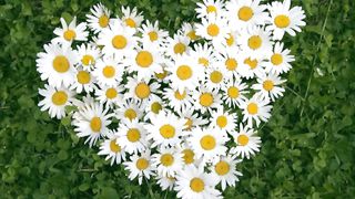 Знаешь ли ты, кто тебя любит?