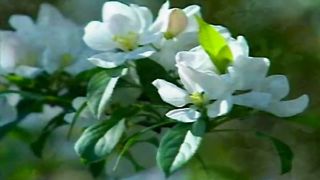 Косари на лугу 4