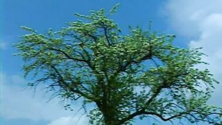 Косари на лугу 4