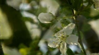 Косари на лугу 4