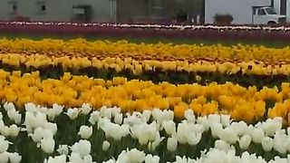 Джерело - Співай, моє серце