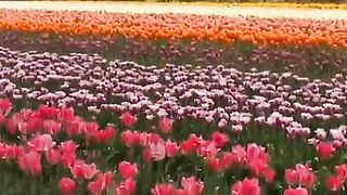 Джерело - Співай, моє серце