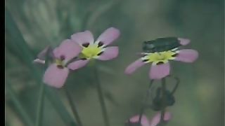 К Тебе, Спаситель мой