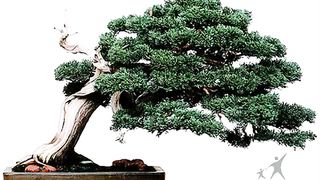 В гостях у Жорика - Дерево бонсай