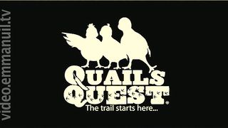 Quails Quest - It's A Boy / Это мальчик