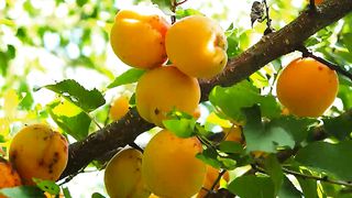 Как прекрасно всё то что ТВОЁ (Боже Мой, это Ты, это Ты)