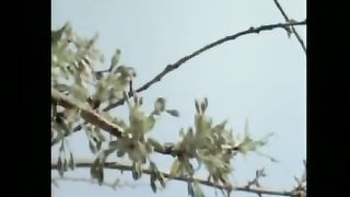 Ах Земля, чужая сторона