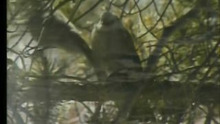 Небо голубое-отчий мой дом