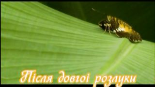 ПІСЛЯ ДОВГОІ РОЗЛУКИ