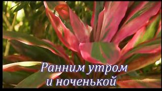 Ранним утром и ноченькой поздней