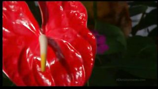 Ранним утром и ноченькой поздней