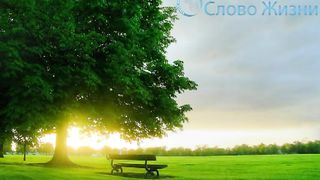 Вечерний свет