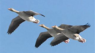 У дикого гуся могучие крылья