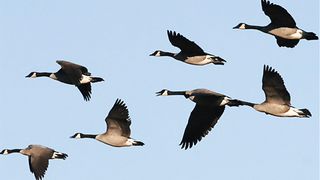 У дикого гуся могучие крылья