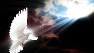 У дикого гуся могучие крылья