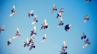 У дикого гуся могучие крылья