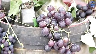 FECG Lahr - В спелых колосьях