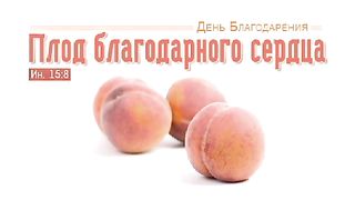 Алексей Коломийцев - Плод благодарного сердца