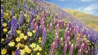 ЖИТТЯ ТІЛЬКИ З БОГОМ