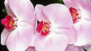 ЖИТТЯ ТІЛЬКИ З БОГОМ