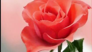 ЖИТТЯ ТІЛЬКИ З БОГОМ