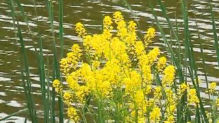 Игорь Азанов - Ошибки Харизматического движения