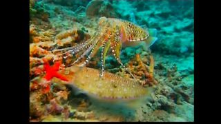 ХВАЛА ТВОРЦЮ - Псалми