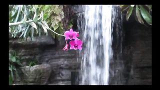 Збірка музичних псалмів