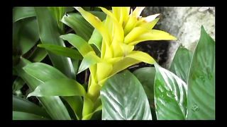 Збірка музичних псалмів