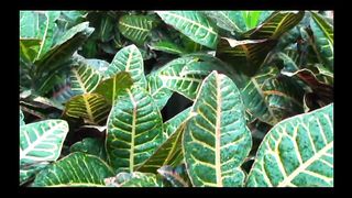 Збірка музичних псалмів