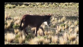 Збірка музичних псалмів