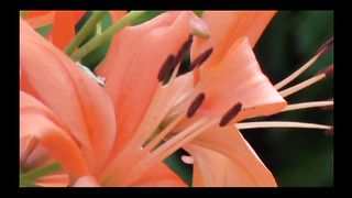 Збірка музичних псалмів