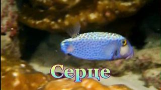 Небо і зорі, квіти у полі все це Бог створив