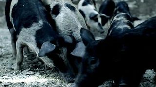 Рейнхард Боннке - Уникальнейшее и величайшее послание