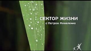 Сектор жизни с Петром Коваленко 9