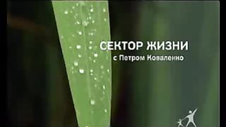 Сектор жизни с Петром Коваленко 27