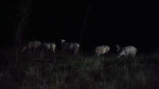 Рождественские переживания 5 - Еммануил