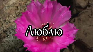 В каждом пульсе сердца Твоего