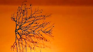 Божественная мудрость